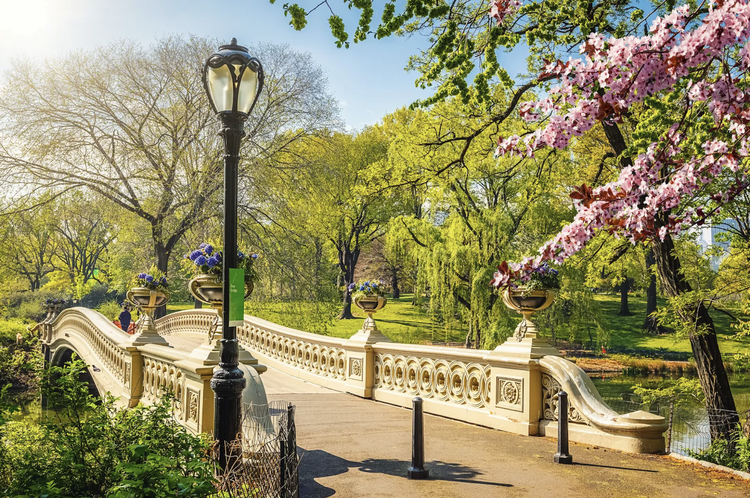 Brücke im Central Park umgeben von Bäumen und Grün