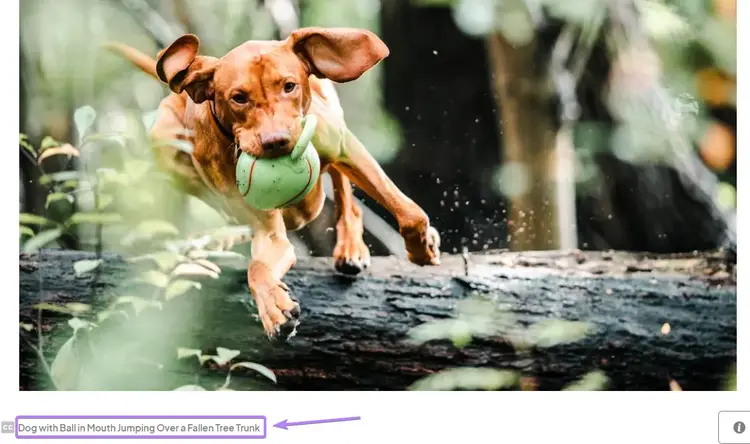 Imagen de archivo de perros de Pexels