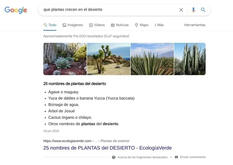 Resultados Google búsqueda plantas del desierto con imágenes