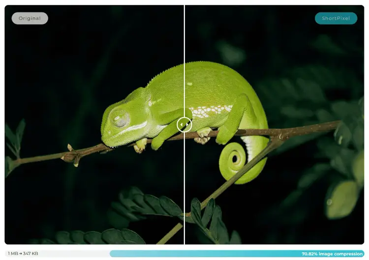 Imagen de un reptil verde mostrada en parte en modo original (izquierda) y en parte en modo optimizado ShortPixel (derecha)