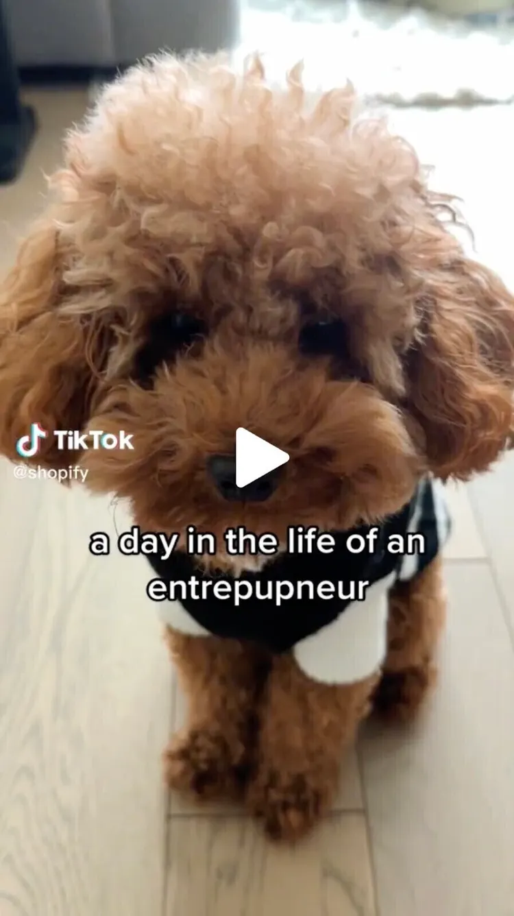 "Un día en la vida de un empresario" Vídeo TikTok de Shopify