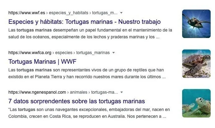 Resultados Google búsqueda tortugas marinas con tres artículos enlazados y miniaturas imágenes