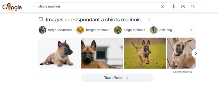 résultats du bloc images de Google pour "chiots malinois"