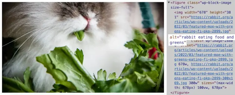 Un'immagine con testo alternativo "coniglio che mangia cibo e verdure"